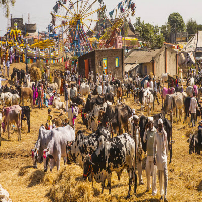Kundri Mela Cattle Fair